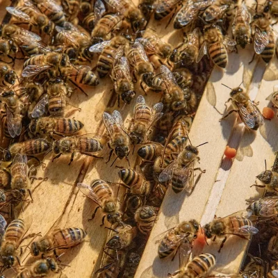 Oltremare Bees Honey Recipes