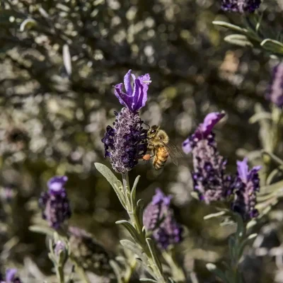 Oltrremare Flowers Bee