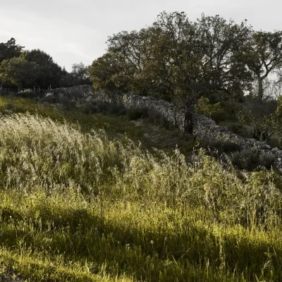 Oltremare Sardinia Trees